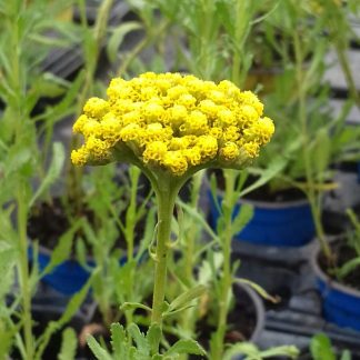 Achillea ageratum<br /><em>Achillée ageratum</em>