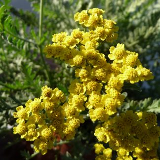Achillea 'Moonshine'<br /><em>Achillée 'Moonshine'</em>