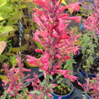 Agastache Kudos Coral
