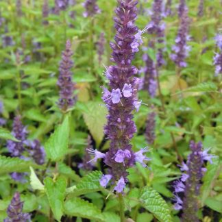 Agastache Petite Reine