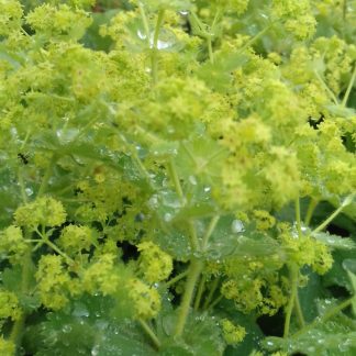 Alchemille