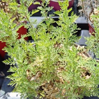 Artemisia vallesiaca