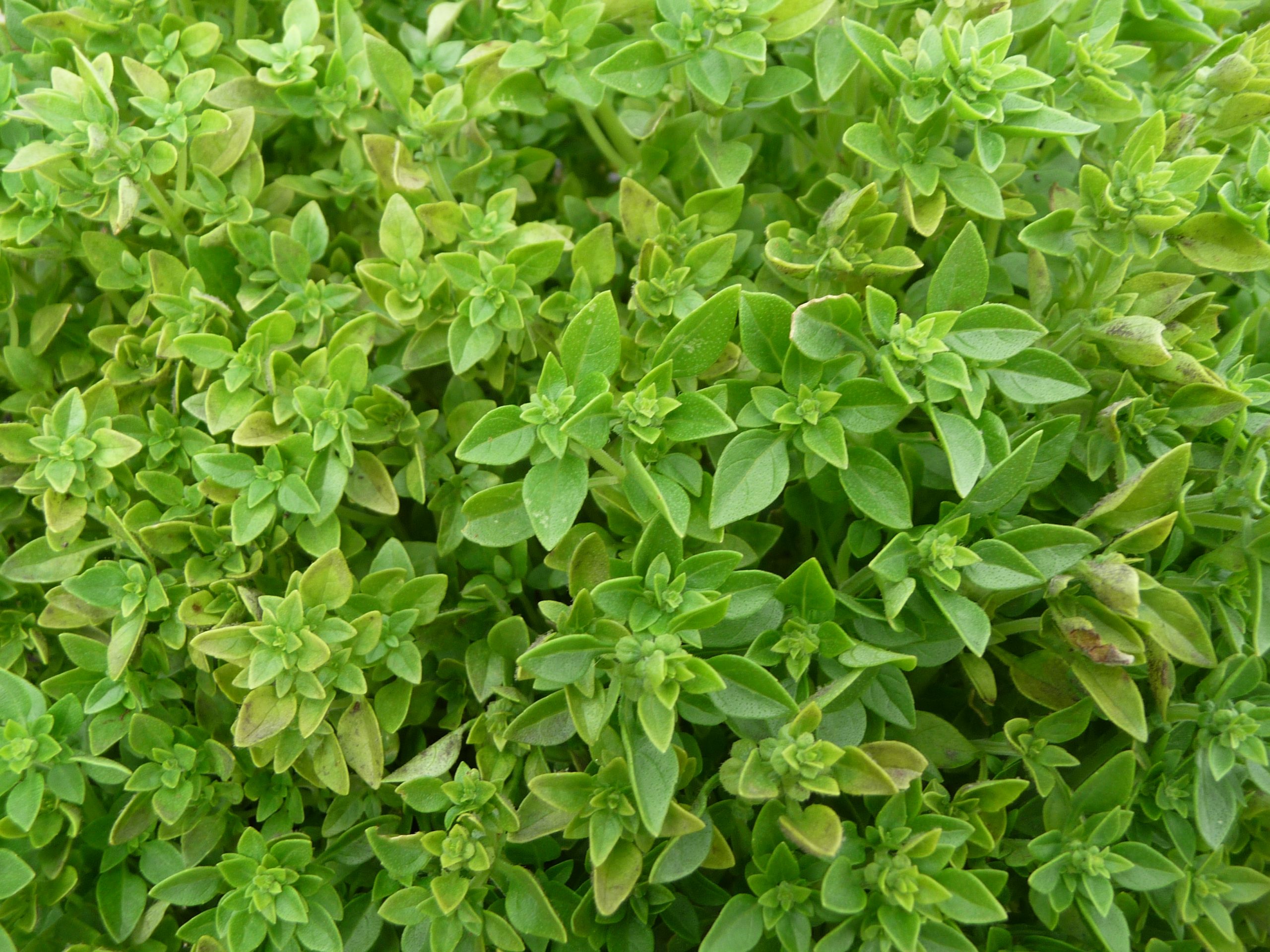 Basilic greffé à petites feuilles - Les arômes du grès