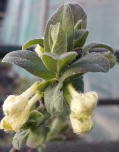 Lonicera caerulea ‘Kamtschatica’