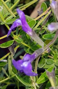Sauge blue note fleur