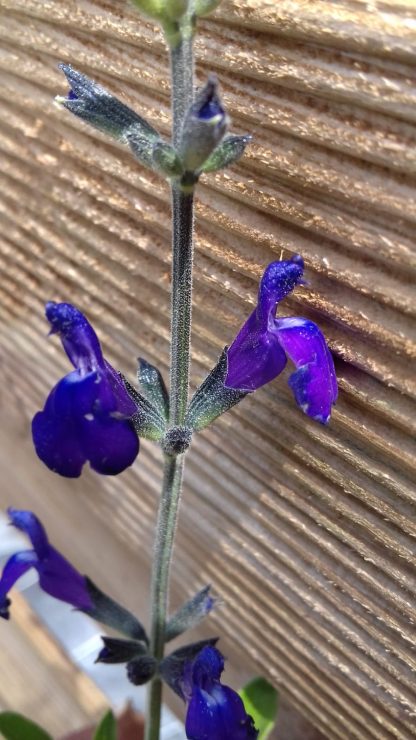 Salvia coahuilensis