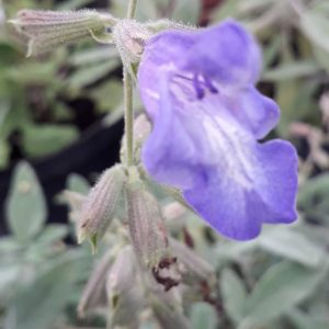 sauge interrupta fleur
