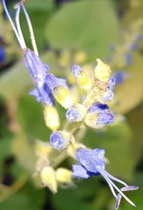 Sauge macrophylla fleur