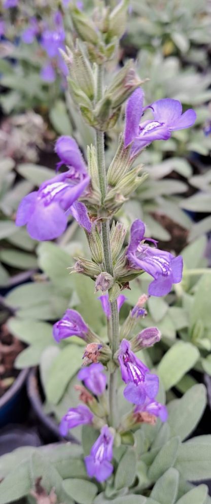 Salvia officinalis ‘Grete Stölze’