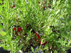 Sauge de Coahuila
