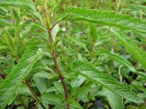 Sauge des marais Chiel