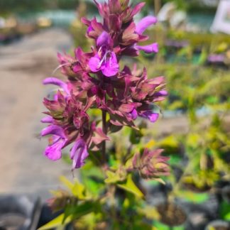 Salvia canariensis