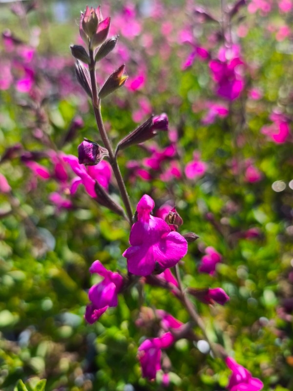 Salvia Suncrest 'Orchid Glow' – Image 3