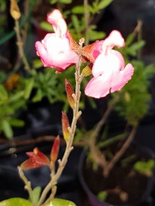 Sauge Suncrest flamenco rose fleur