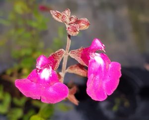Sauge Suncrest orchid glow fleur