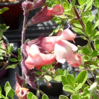 Sauge greggii Salmon Dance fleur