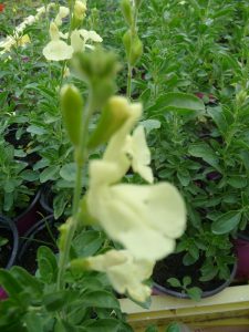 Sauge greggii Lemon Light