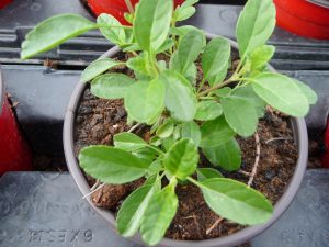 Sauge Suncrest Orchid Glow