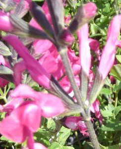 Sauge pink lips fleur