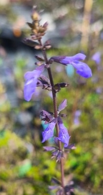 Salvia arizonica – Image 2