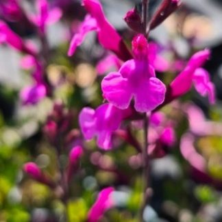 Salvia x greggii 'Lalarsha'