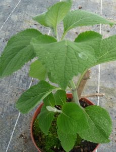 Sauge atrocyanea
