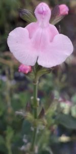 sauge blind faith fleur