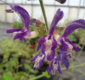 sauge forskahlii fleur