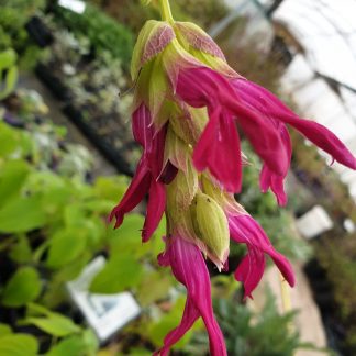 Salvia gravida