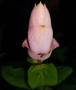 Sauge involucrata Pink Icicles fleur-