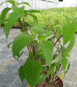Sauge involucre Pink Icicles