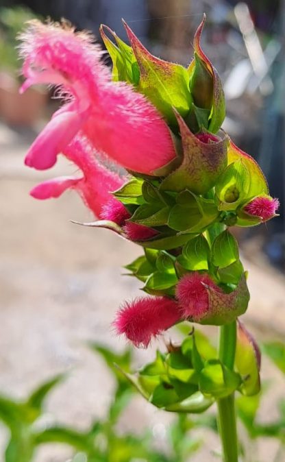 Salvia oxyphora