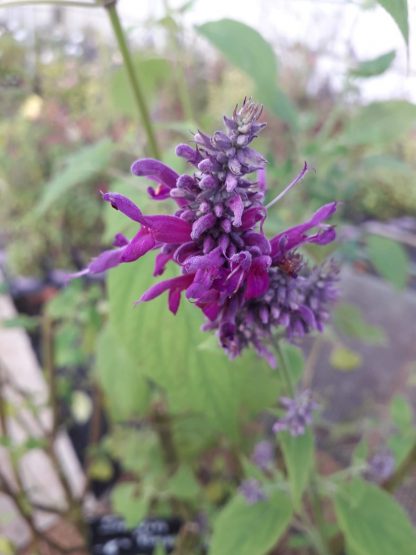 Sauge purpurea fleur