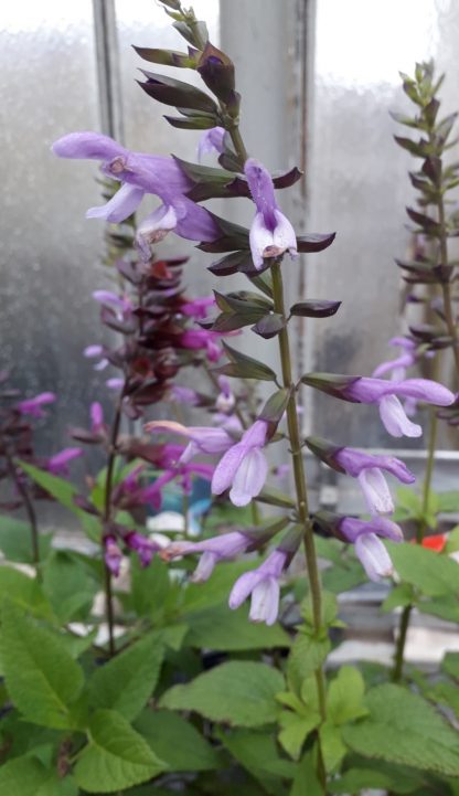 Salvia Happiness Pale Form