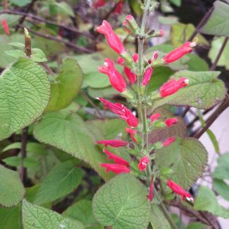 Salvia adenophora