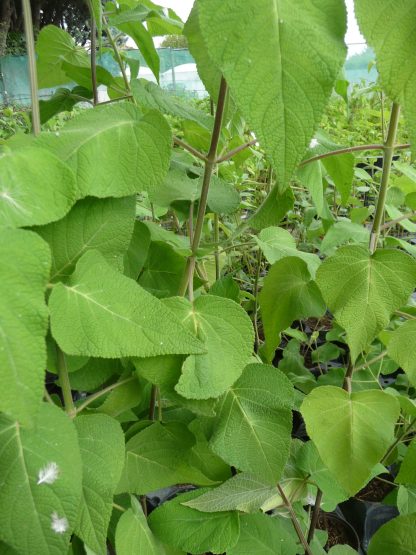 Salvia adenophora