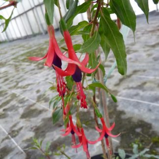 Fuchsia regia typica