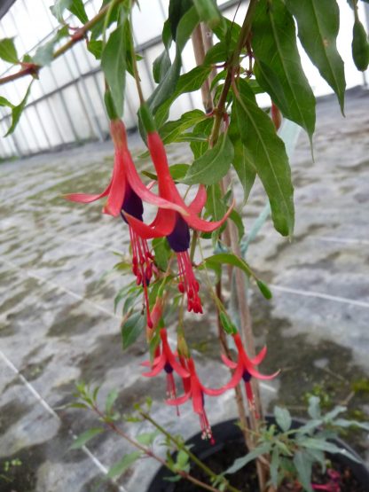Fuchsia regia typica