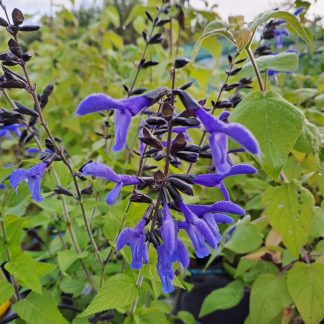 Salvia guaranitica ‘Rockin’ Deep Blue’