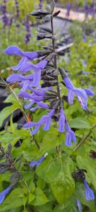 les-aromes-du-gres.com-salvia-guaranitica-rockin-deep-blue