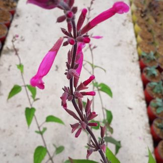 Salvia Hadspen