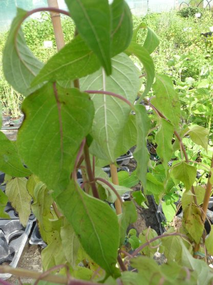 Salvia involucrata 'Hadspen'
