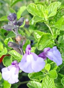 Salvia Mirage ‘So Cool Pale Blue’