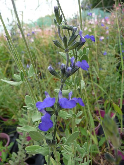 Salvia villosa