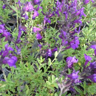Salvia mirage so purple