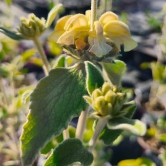 Phlomis x purpurea 'Le Chat'