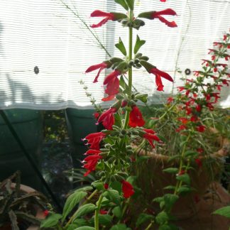 Salvia miahuatlanensis