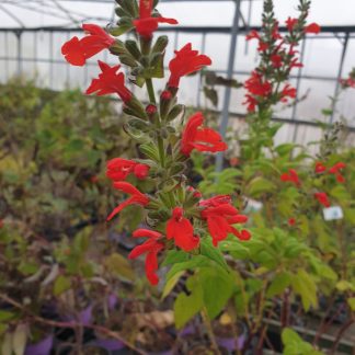 Salvia miahuatlanensis