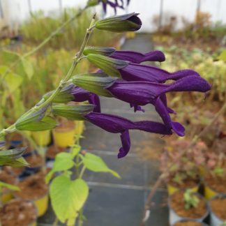 Salvia x guaranitica ‘Jean’s Purple Passion’