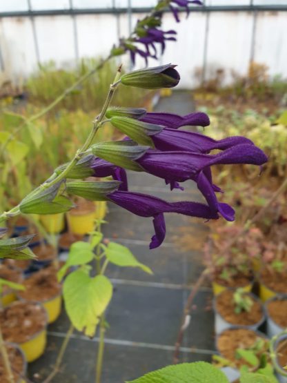 Salvia x guaranitica ‘Jean’s Purple Passion’